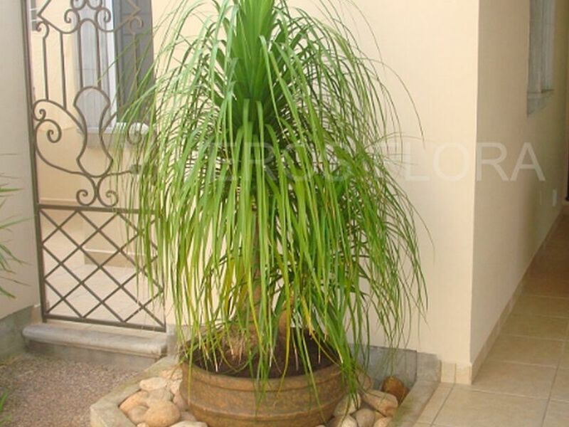 Macetas Decorativas Tampico