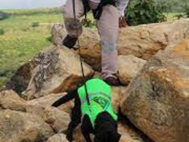 Protección Canina méxico