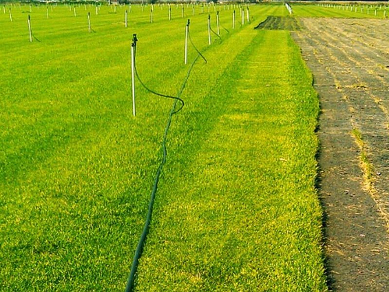 Instalación Pasto Rollo Zapopan