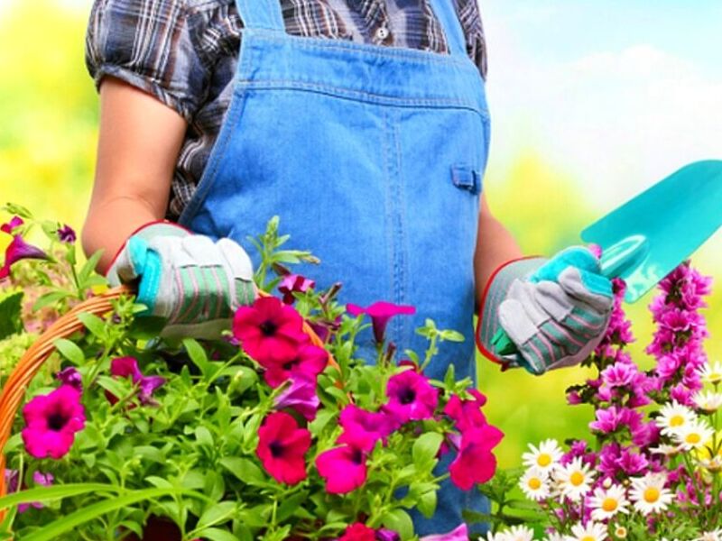 Asesoría Jardinería Veracruz