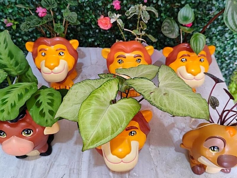 Macetas Rey León MX
