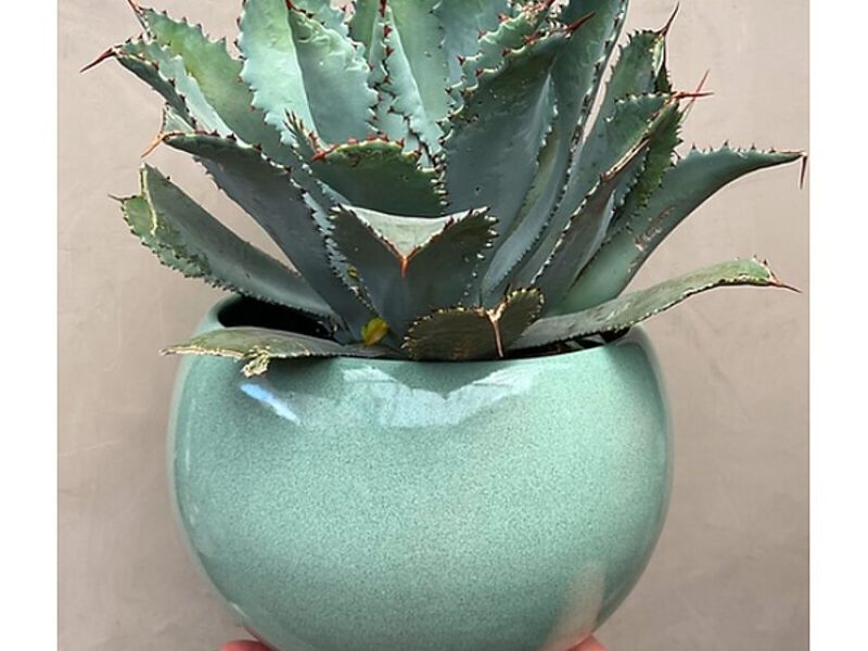 AGAVE POTATORUM MÉXICO
