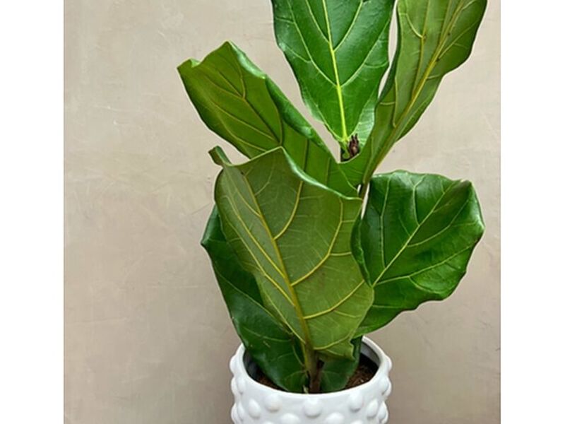 PLANTA PANDURATA MÉXICO