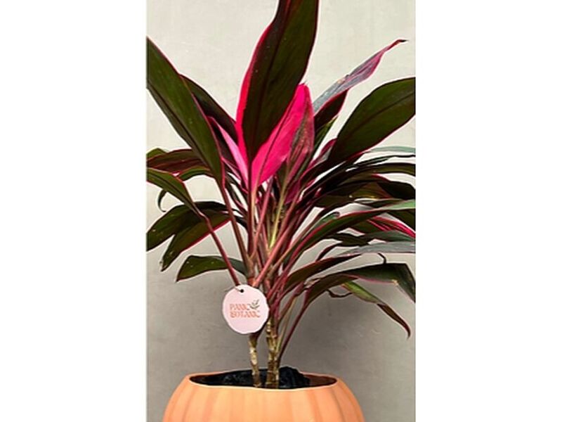 Jardín Cordyline Tango México