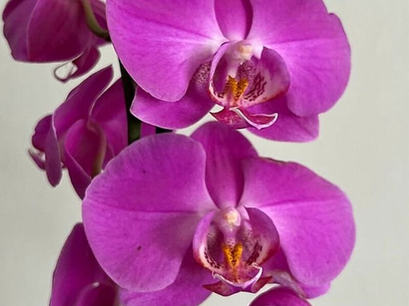 ORQUÍDEA ROSA MÉXICO