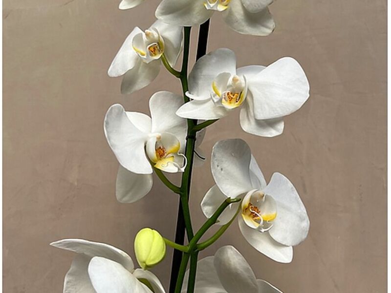 ORQUÍDEA BLANCA MÉXICO