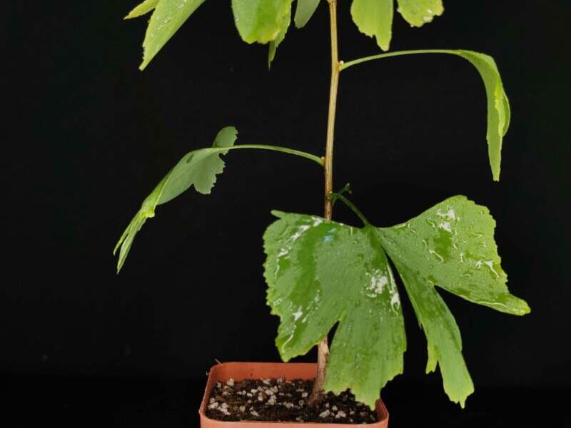 Árbol Ginkgo Biloba México