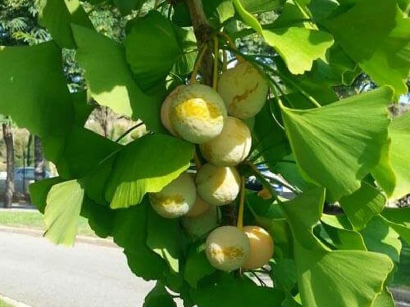 Semillas Ginkgo Biloba México