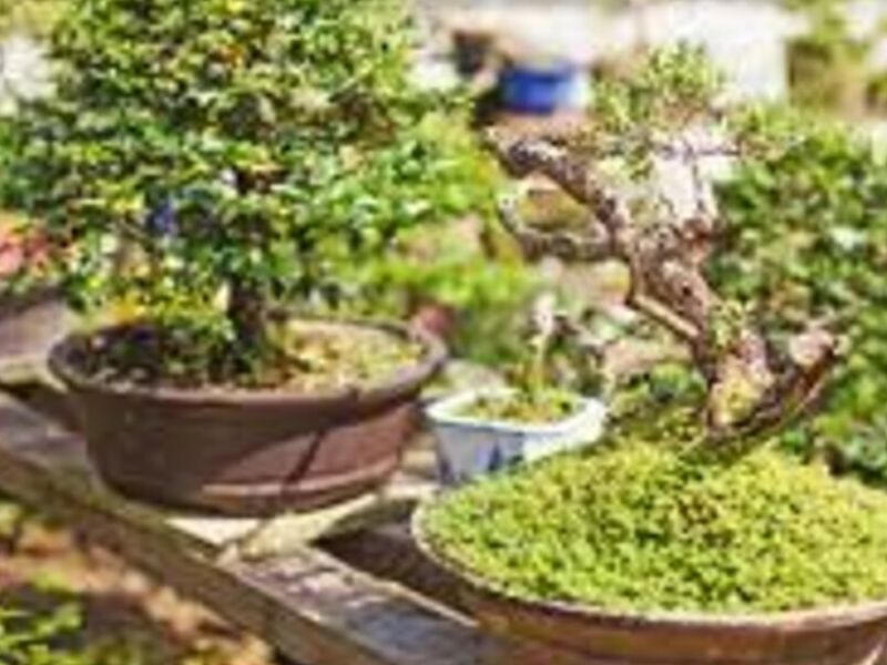 Bonsai 1  México