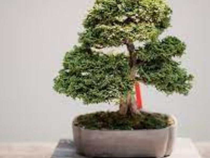 Bonsai 2 México
