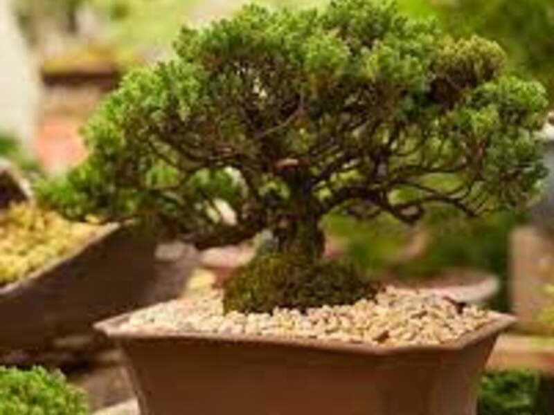 Bonsai 3 México