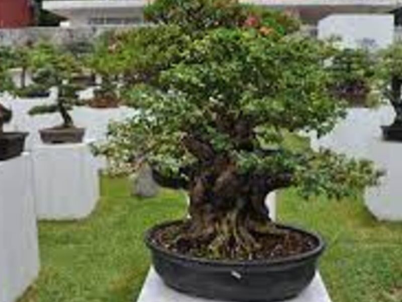 Bonsai 5 México