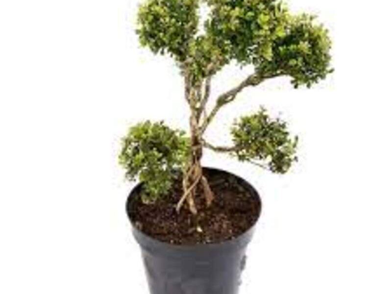 Bonsai 6 México