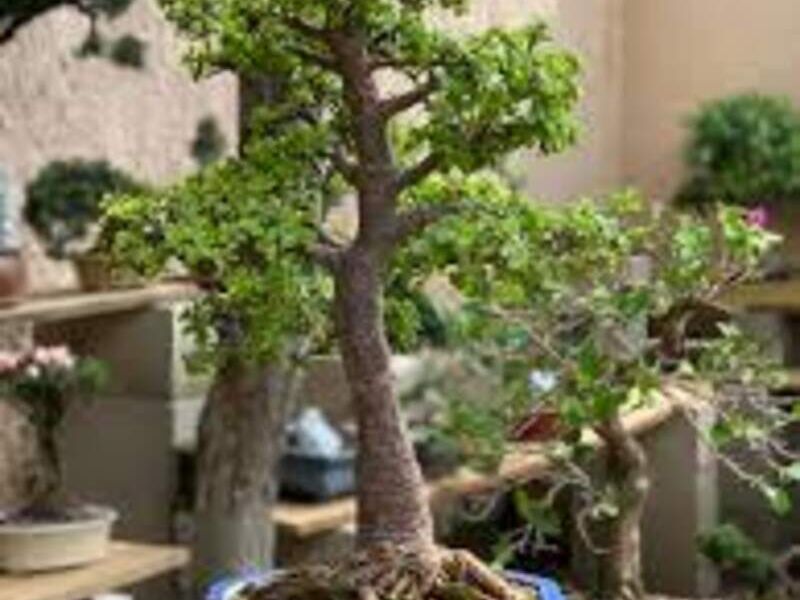 Bonsai 4 México