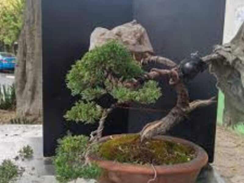 Bonsai 8 México