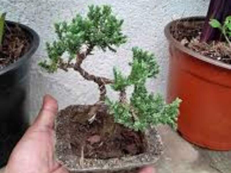 Bonsai 7 México