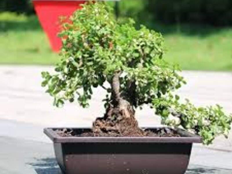 Bonsai 9 México