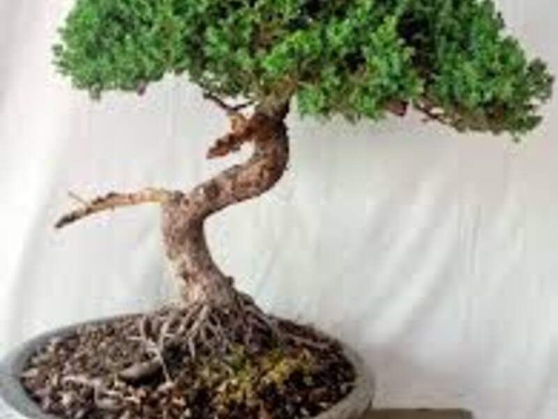 Bonsai 10 México