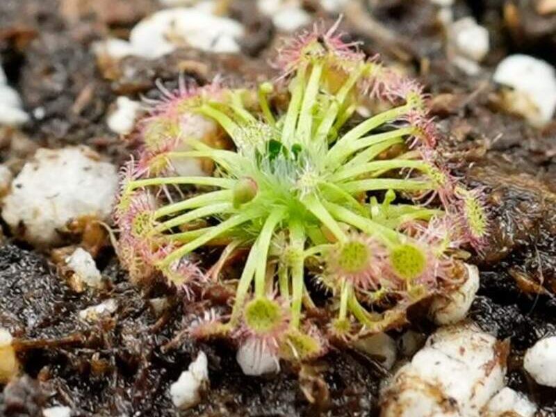 Drosera pygmea 10 México
