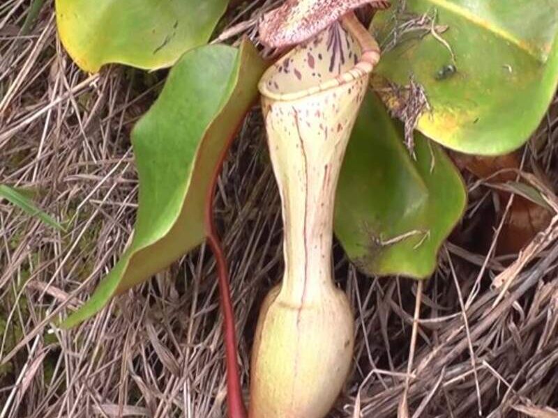 Nepenthes Clipeata México