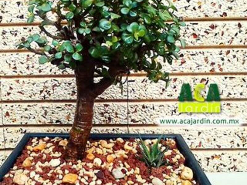 Bonsái Árbol de la Abundancia México