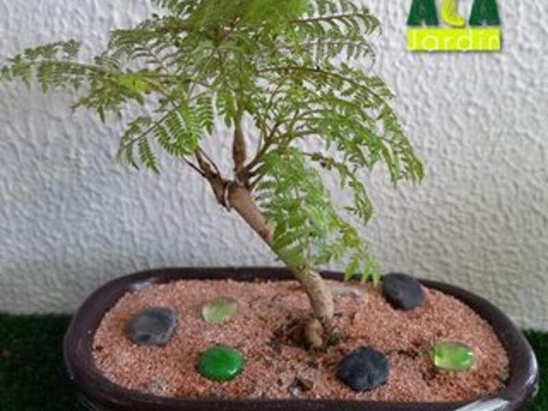 Bonsái Jacaranda México