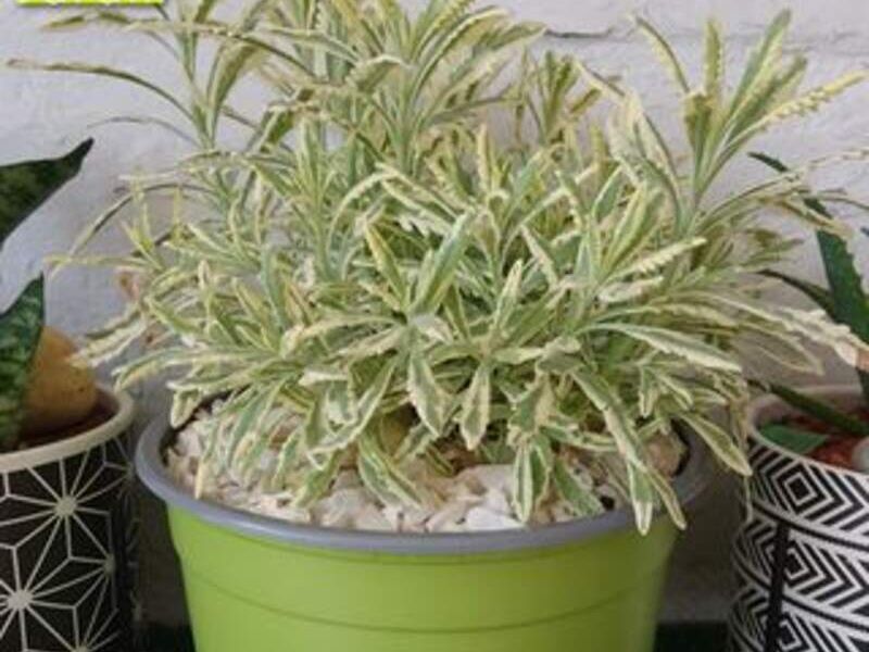 Lavanda variegata México