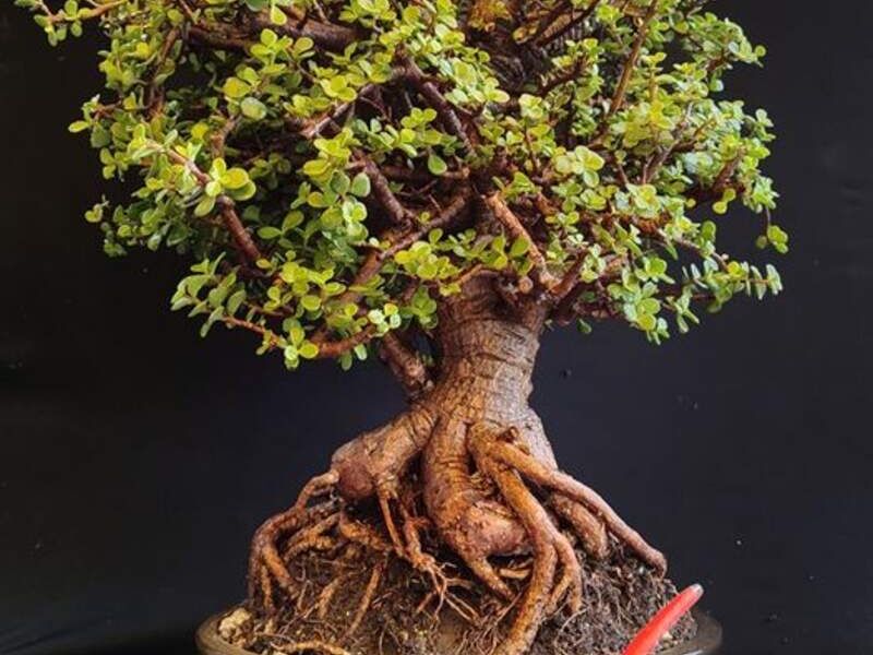 Bonsai 1 México