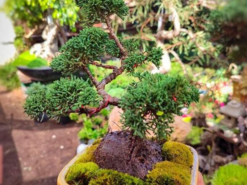 Bonsai 2 México