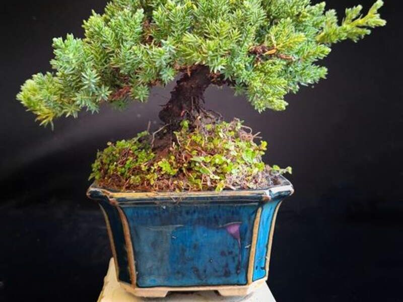 Bonsai 3 México