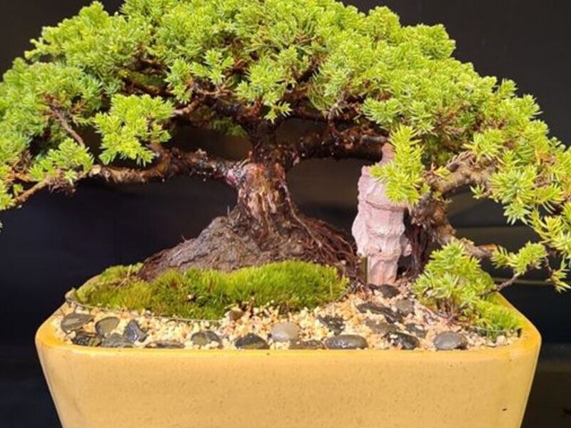 Bonsai 4 México