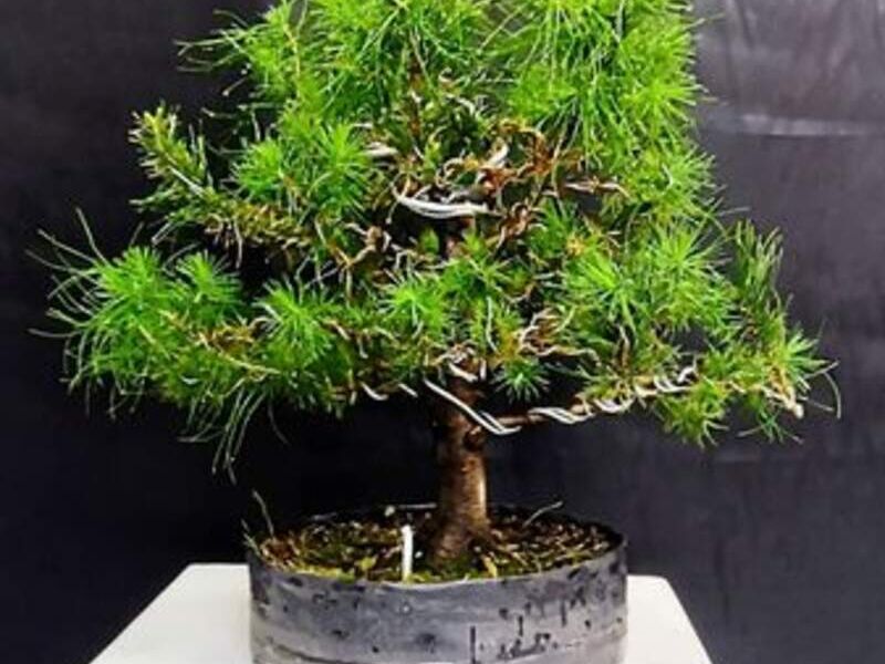 Azalea México