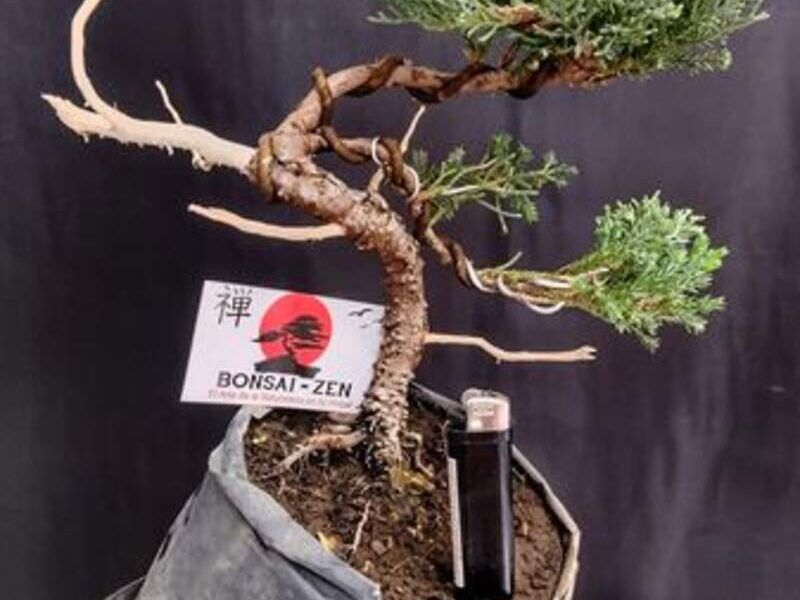 Ficus México