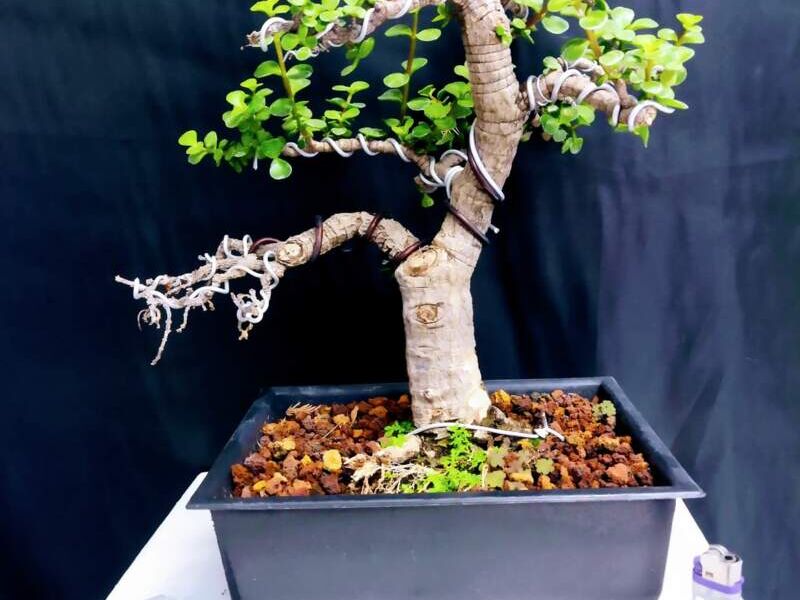 Portulacaria afra México