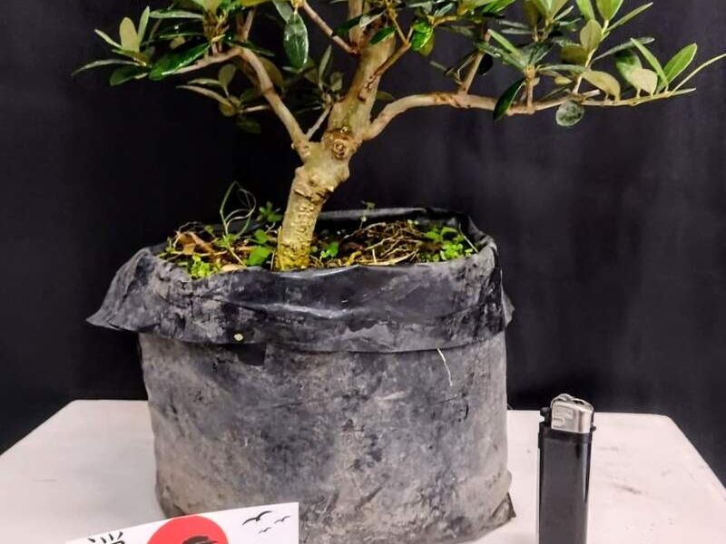 Arce Palmatum México