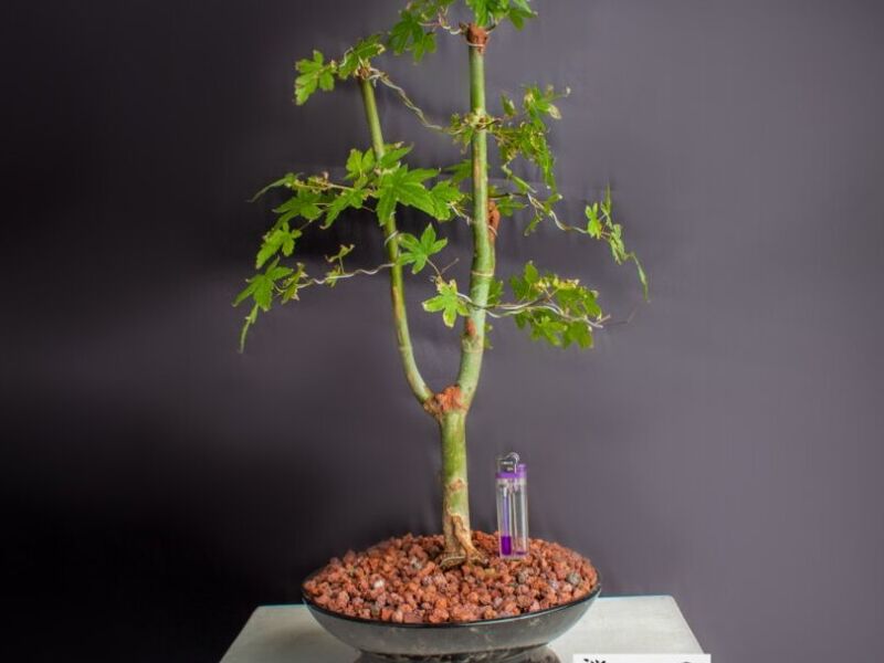 Bonsai 1 México