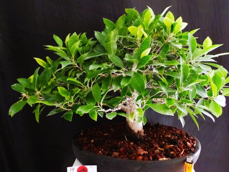 Bonsai 2 México