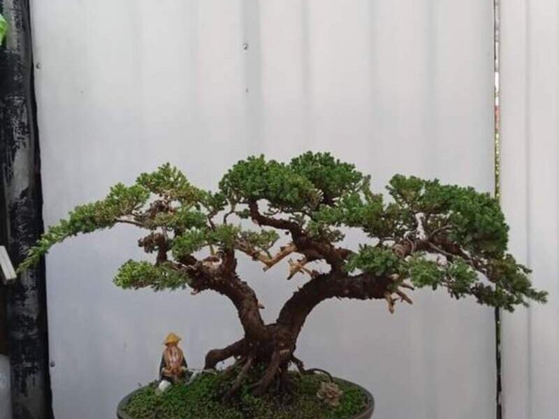 Bonsai 3 México