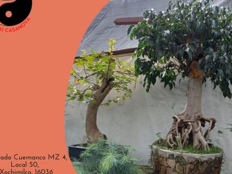 Bonsai 4 México