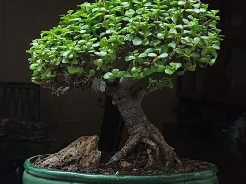 Bonsai 6 México