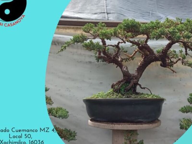 Bonsai 1 México
