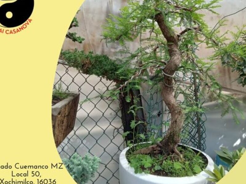 Bonsai 7 México