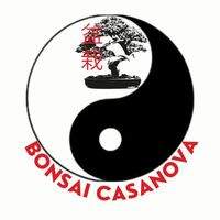 Bonsái Casanova