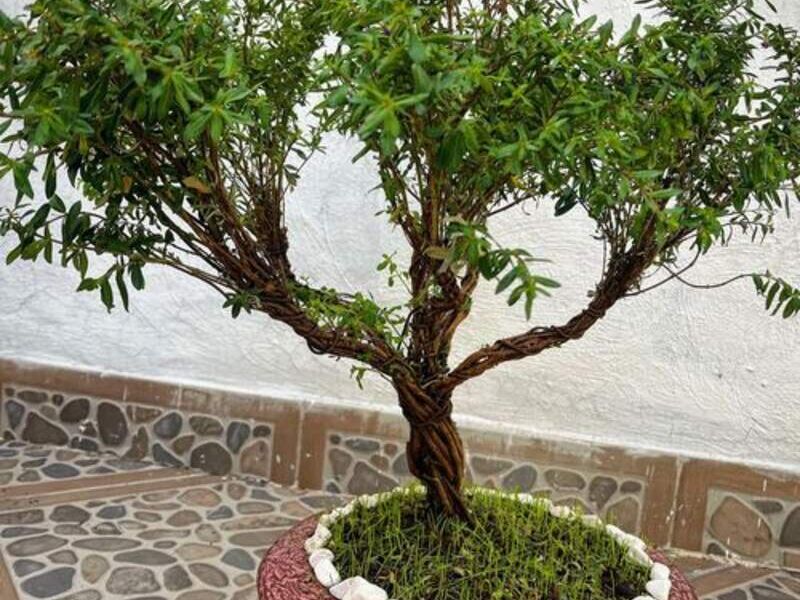 Trueno de Venus México