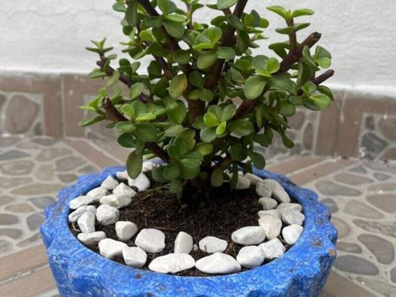 Portulacaria afra México