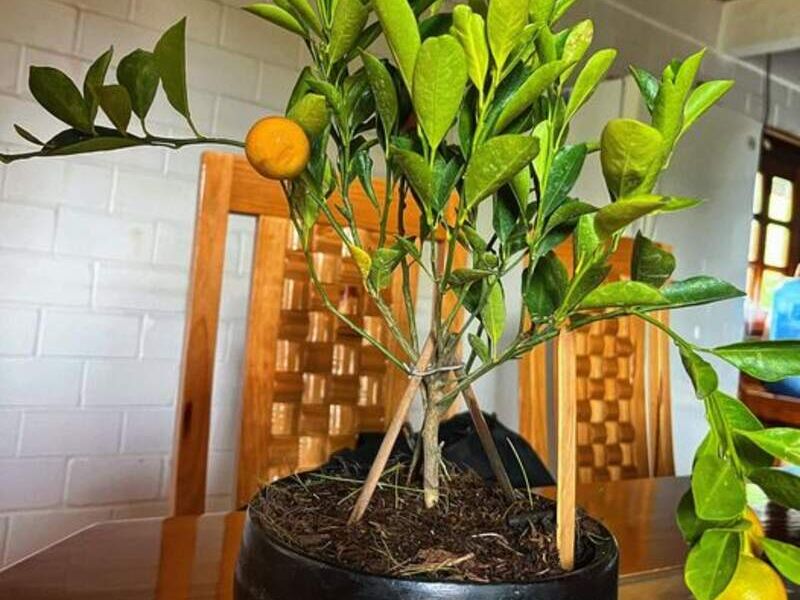 Mandarina Bonsái México
