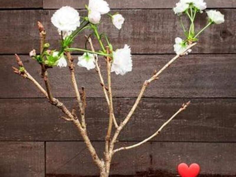 Cerezo japones Kansan México