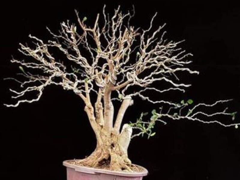Ligustrum Ovalifolium México