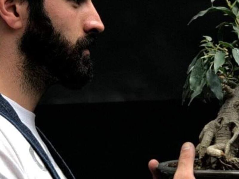 Bonsai 2 México