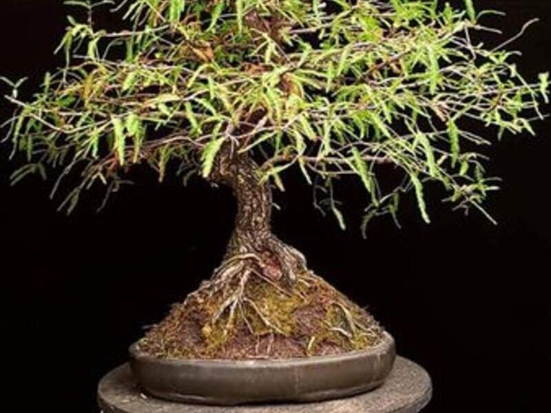 Bonsai 3 México